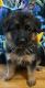 German Shepherd Puppies for sale in Springfield, MO, USA. price: $700