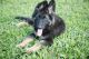 German Shepherd Puppies for sale in Rockville, MD, USA. price: NA
