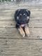 German Shepherd Puppies for sale in Lawrenceburg, IN 47025, USA. price: NA