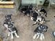 German Shepherd Puppies for sale in Hoffman, NC 28347, USA. price: NA