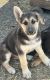 German Shepherd Puppies for sale in Gilroy, CA 95020, USA. price: $100
