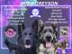 German Shepherd Puppies for sale in Perrysburg, OH 43551, USA. price: NA