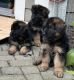 German Shepherd Puppies for sale in Prior Lake, MN, USA. price: $1,500