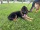 German Shepherd Puppies for sale in Louisville, KY, USA. price: NA