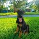 German Shepherd Puppies for sale in Jacksonville, FL 32210, USA. price: $850
