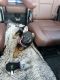 German Shepherd Puppies for sale in 6925 W Fortuna Ave, Wichita, KS 67215, USA. price: NA