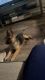 German Shepherd Puppies for sale in Knoxville, TN, USA. price: $250