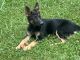 German Shepherd Puppies for sale in Abingdon, VA 24211, USA. price: $700