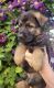 German Shepherd Puppies for sale in Spanaway, WA, USA. price: $2,500