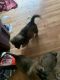 German Shepherd Puppies for sale in Harrisville, NY 13648, USA. price: $300