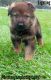 German Shepherd Puppies for sale in Mulberry, FL, USA. price: $800