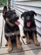 German Shepherd Puppies for sale in Fredericktown, MO 63645, USA. price: NA