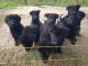 German Shepherd Puppies for sale in Pikeville, NC 27863, USA. price: NA