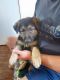German Shepherd Puppies for sale in Roseville, CA, USA. price: $300