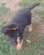 German Shepherd Puppies for sale in Milaca, MN 56353, USA. price: NA