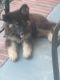German Shepherd Puppies for sale in 915 S 7th St, Wilmington, NC 28401, USA. price: $400