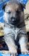 German Shepherd Puppies for sale in Pageland, SC 29728, USA. price: $800