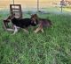 German Shepherd Puppies for sale in Magnolia, NC 28453, USA. price: NA