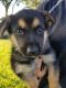 German Shepherd Puppies for sale in Weslaco, TX 78599, USA. price: NA