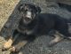 German Shepherd Puppies for sale in Gilroy, CA 95020, USA. price: $150