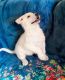 German Shepherd Puppies for sale in Litchfield, MI 49252, USA. price: $800