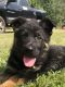 German Shepherd Puppies for sale in Atlanta, GA, USA. price: $950