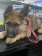 German Shepherd Puppies for sale in San Diego, CA, USA. price: $1,000