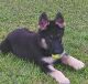 German Shepherd Puppies for sale in 788 Pine Vale Rd, Marion Center, PA 0, USA. price: NA
