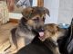 German Shepherd Puppies for sale in 8 Hornbeam Dr, Moorestown, NJ 08057, USA. price: $800