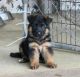 German Shepherd Puppies for sale in New York, NY, USA. price: $1,300