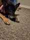 German Shepherd Puppies for sale in Fort Dodge, IA 50501, USA. price: NA