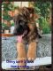 German Shepherd Puppies for sale in Tallahassee, FL, USA. price: $1