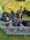 German Shepherd Puppies for sale in 409 Hannibal St, Fulton, NY 13069, USA. price: $400