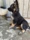 German Shepherd Puppies for sale in Banning, CA 92220, USA. price: NA