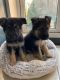 German Shepherd Puppies for sale in Huntsville, AL, USA. price: $650