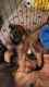 German Shepherd Puppies for sale in Grand Island, NE, USA. price: $700