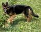 German Shepherd Puppies for sale in Ironton, MO 63650, USA. price: $1,500