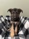German Shepherd Puppies for sale in Corydon, IN 47112, USA. price: NA