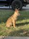 German Shepherd Puppies for sale in Inglewood, CA, USA. price: NA