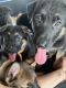 German Shepherd Puppies for sale in Snellville, GA 30039, USA. price: NA