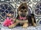German Shepherd Puppies for sale in Lancaster, PA, USA. price: NA