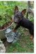 German Shepherd Puppies for sale in Fond du Lac, WI, USA. price: $800