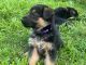 German Shepherd Puppies for sale in Chesapeake, VA 23321, USA. price: $1,000