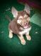 German Shepherd Puppies for sale in North East, MD 21901, USA. price: $600