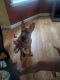 German Shepherd Puppies for sale in Steelton, PA, USA. price: NA