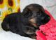German Shepherd Puppies for sale in Levelland, TX 79336, USA. price: NA