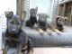 German Shepherd Puppies for sale in Leverett, MA, USA. price: $1,000