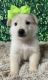 German Shepherd Puppies for sale in Blackshear, GA 31516, USA. price: $1,200