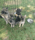 German Shepherd Puppies for sale in McAlester, OK 74501, USA. price: $150