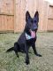 German Shepherd Puppies for sale in Pearland, TX, USA. price: $400